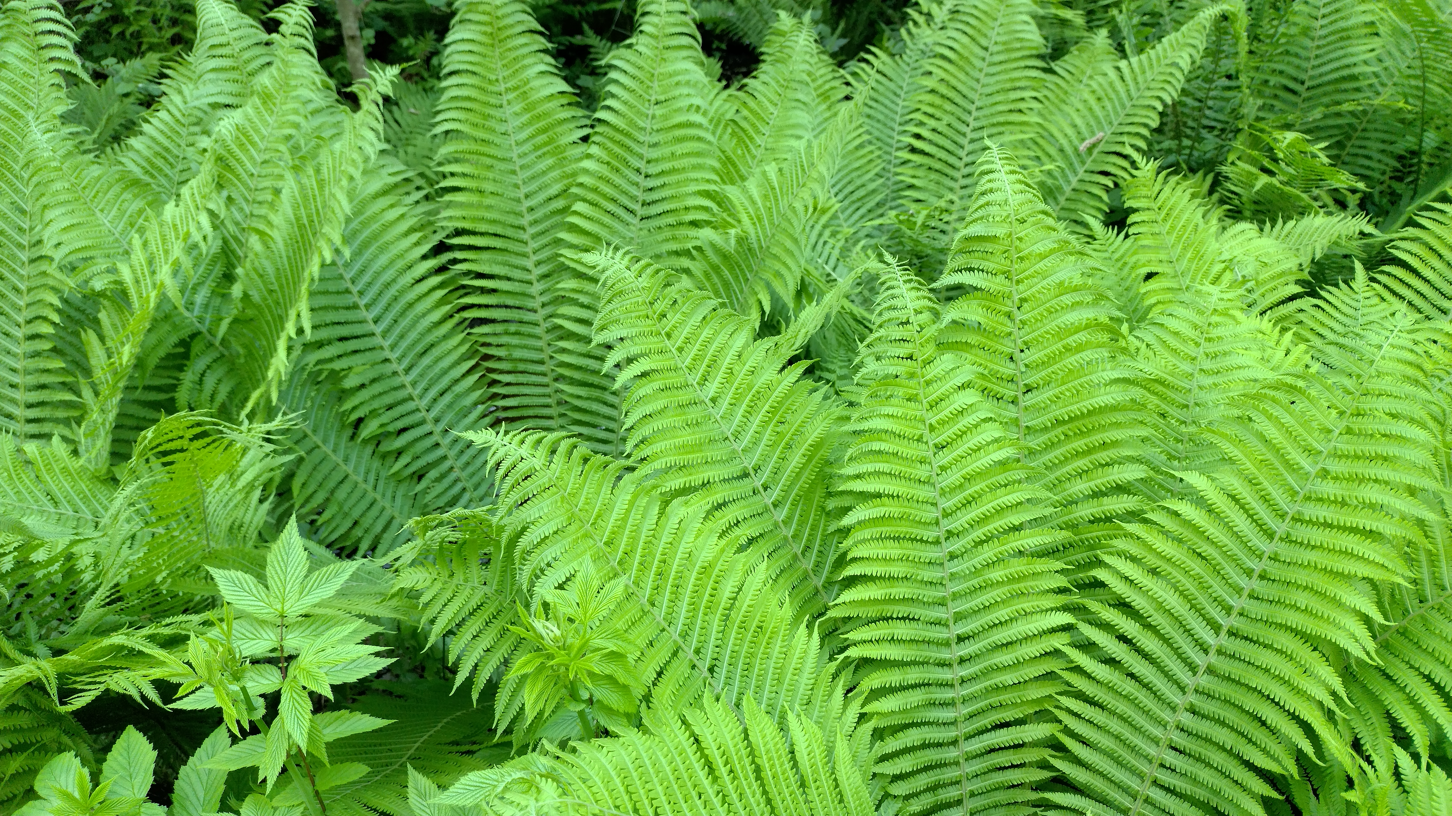 Course Image Metsänhoitopalvelut HAMI-upmpnu25