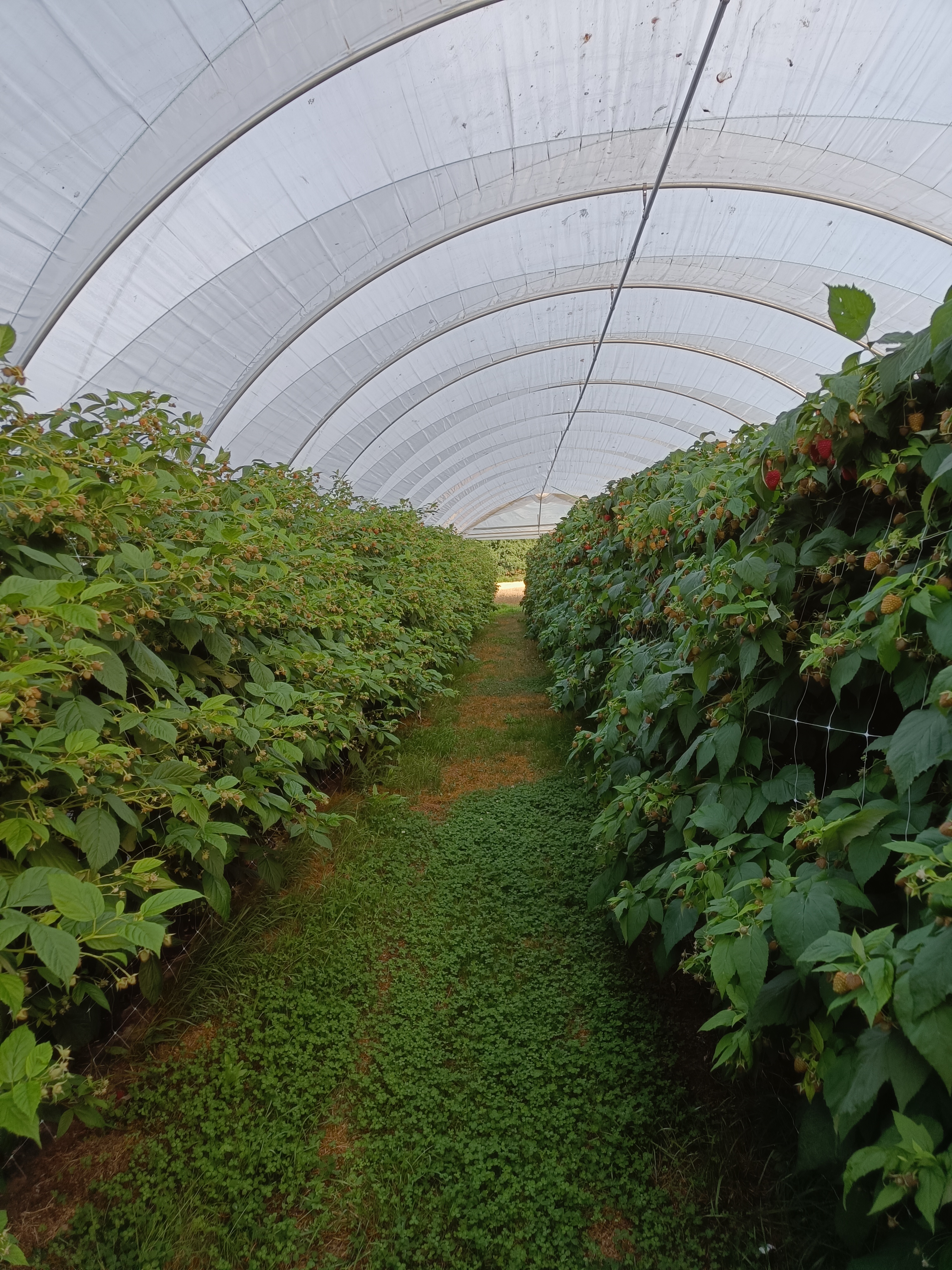 Course Image Production of soilless culture in greenhouses and tunnels in Nordic conditions PT00EU89-3001, 2024