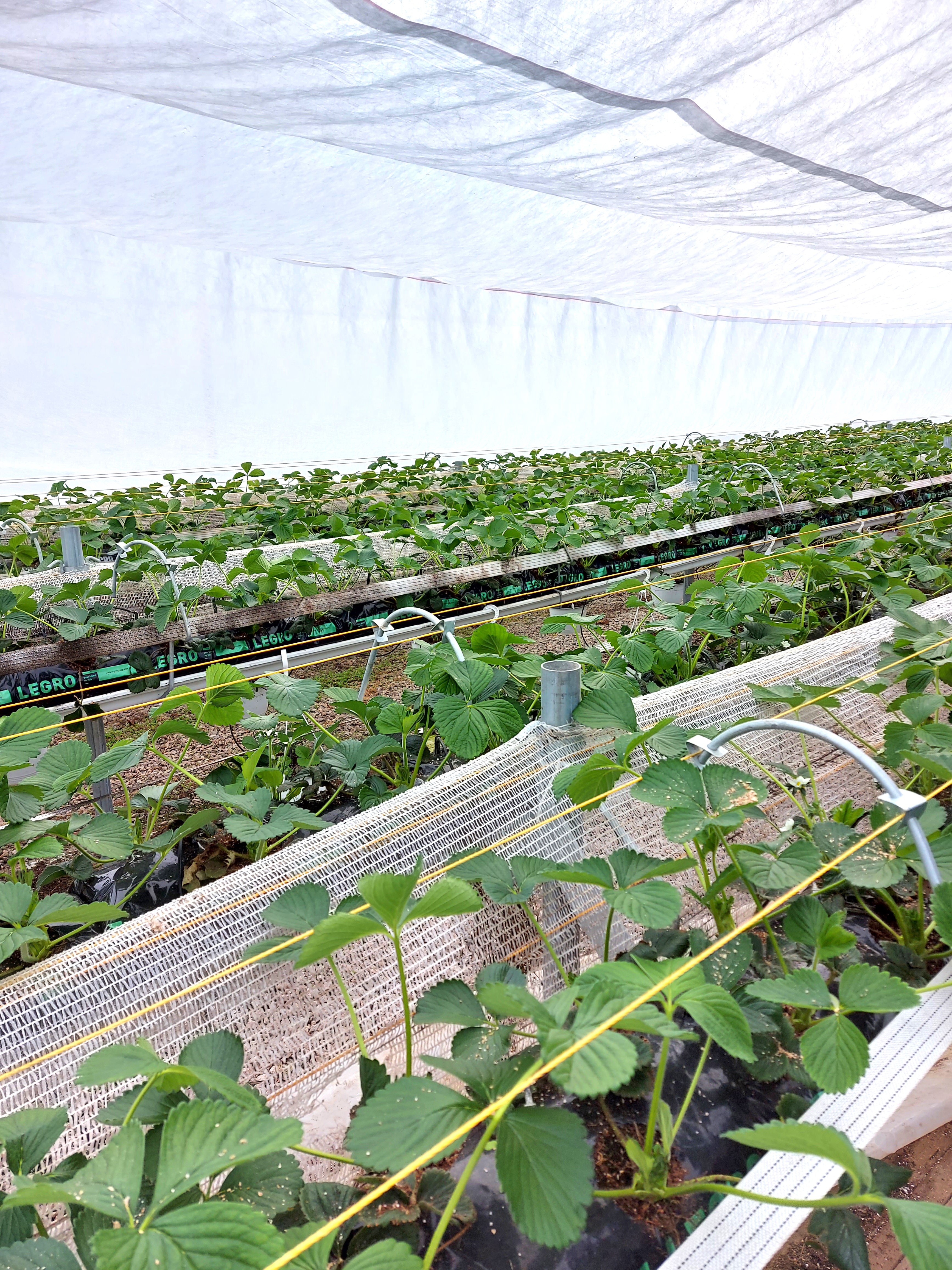 Course Image Horticulture on Open Fields and High Tunnels, Spring 2025