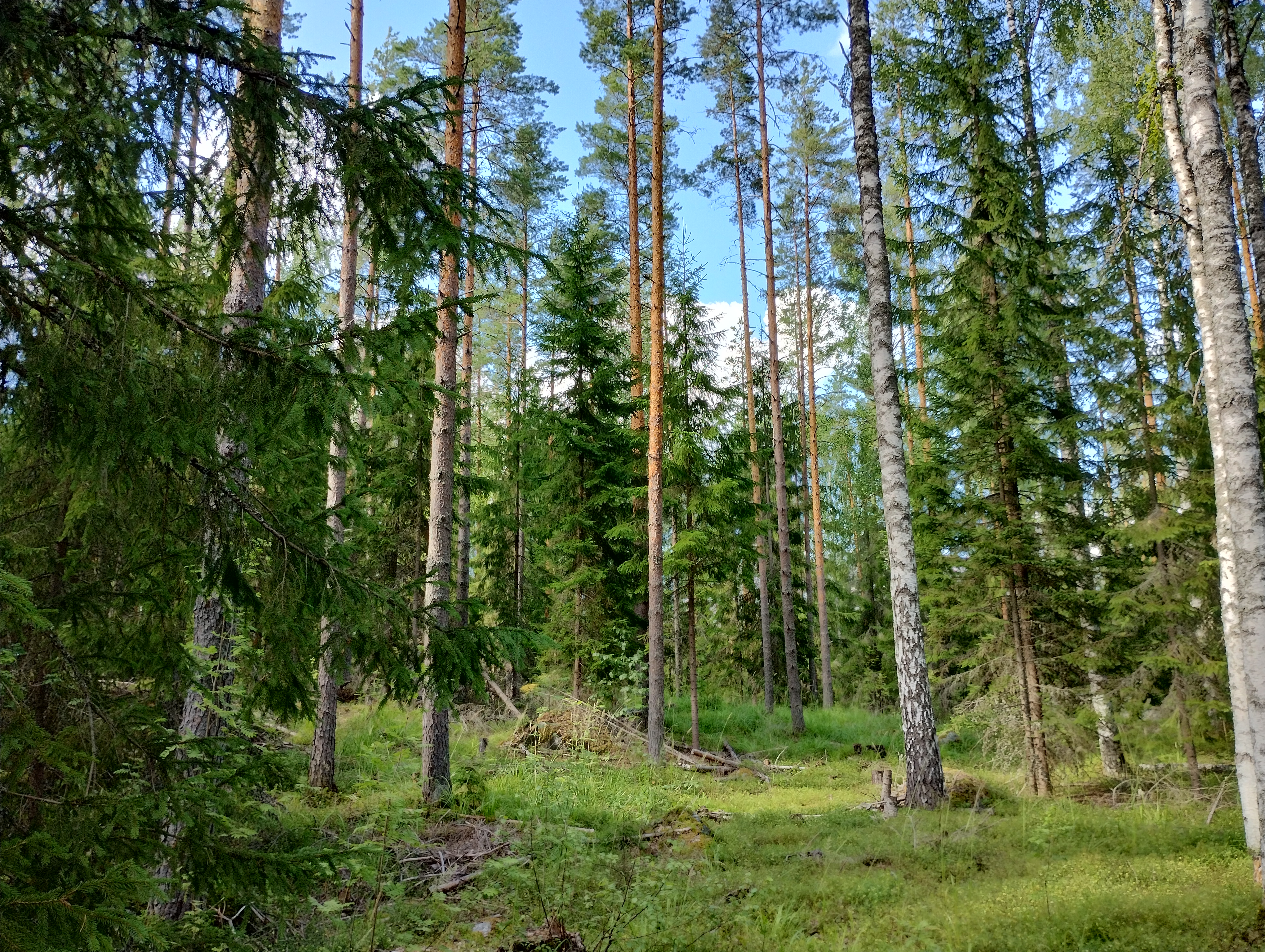 Course Image Metsätalouden perusteet 2024