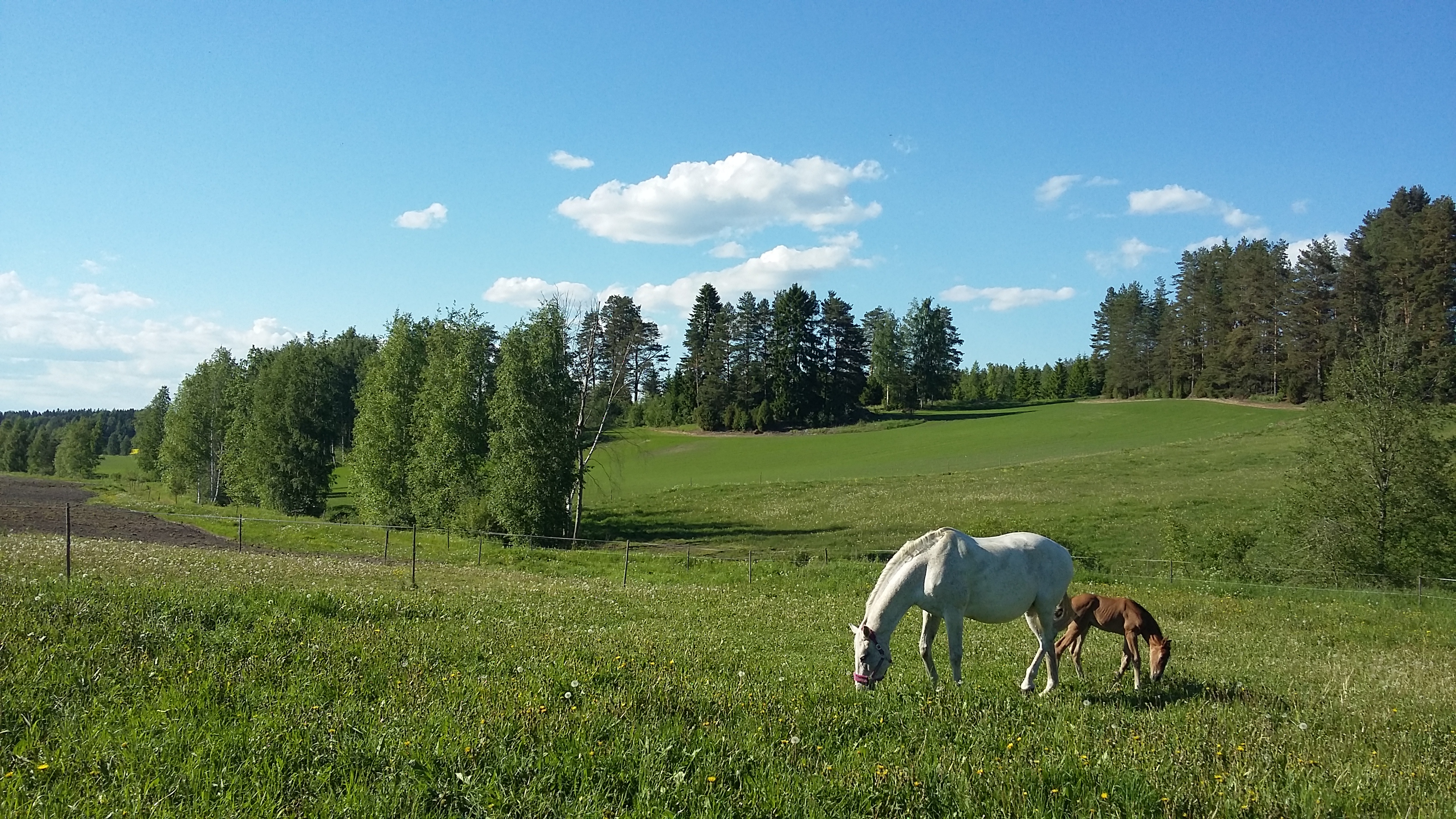 Course Image Hevosen hyvinvointi (kevät 2025) MK00DX59-3010