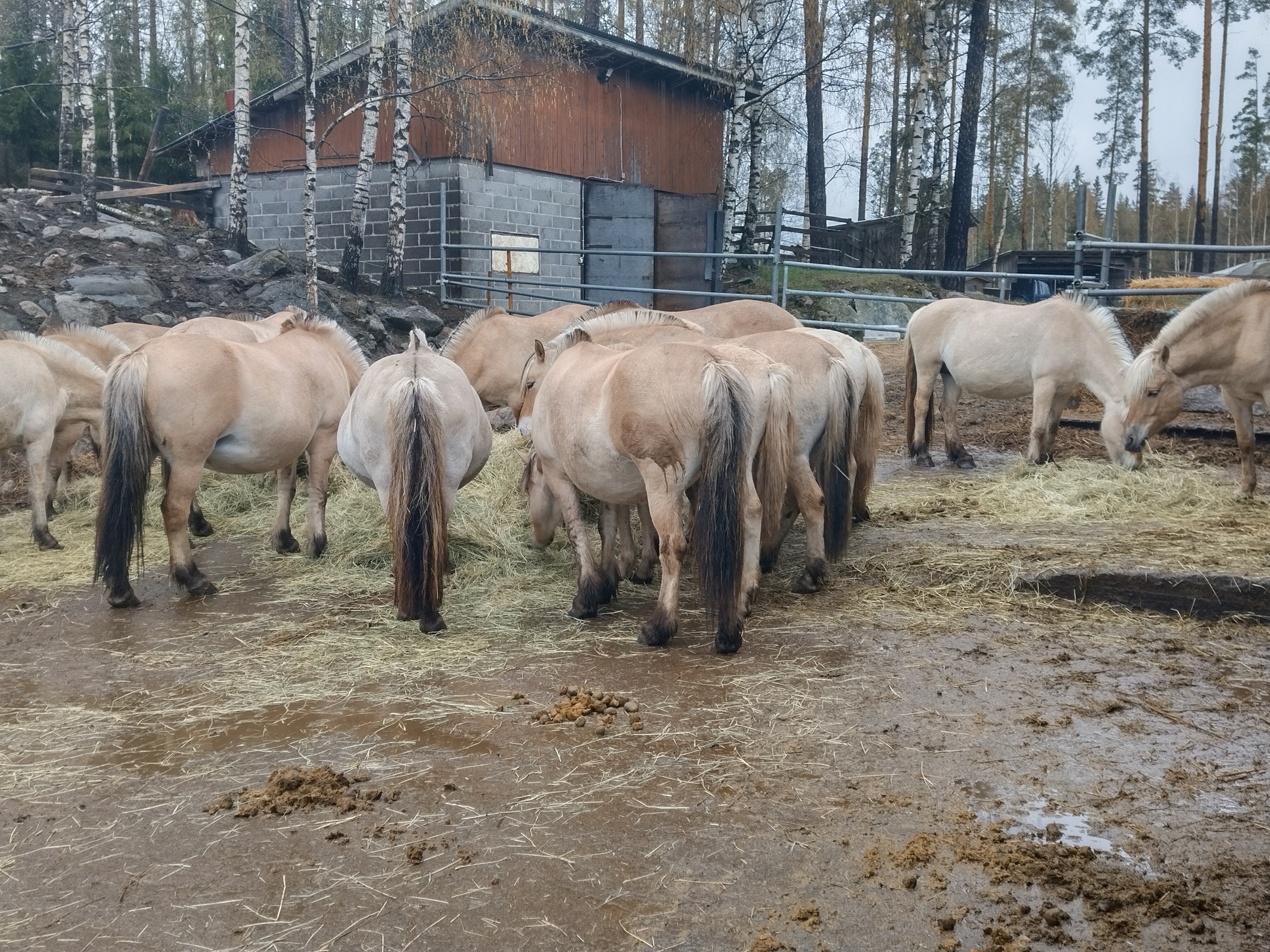 Course Image Ympäristövastuullinen hevostalli (kevät 2025) MK00DX58-3007