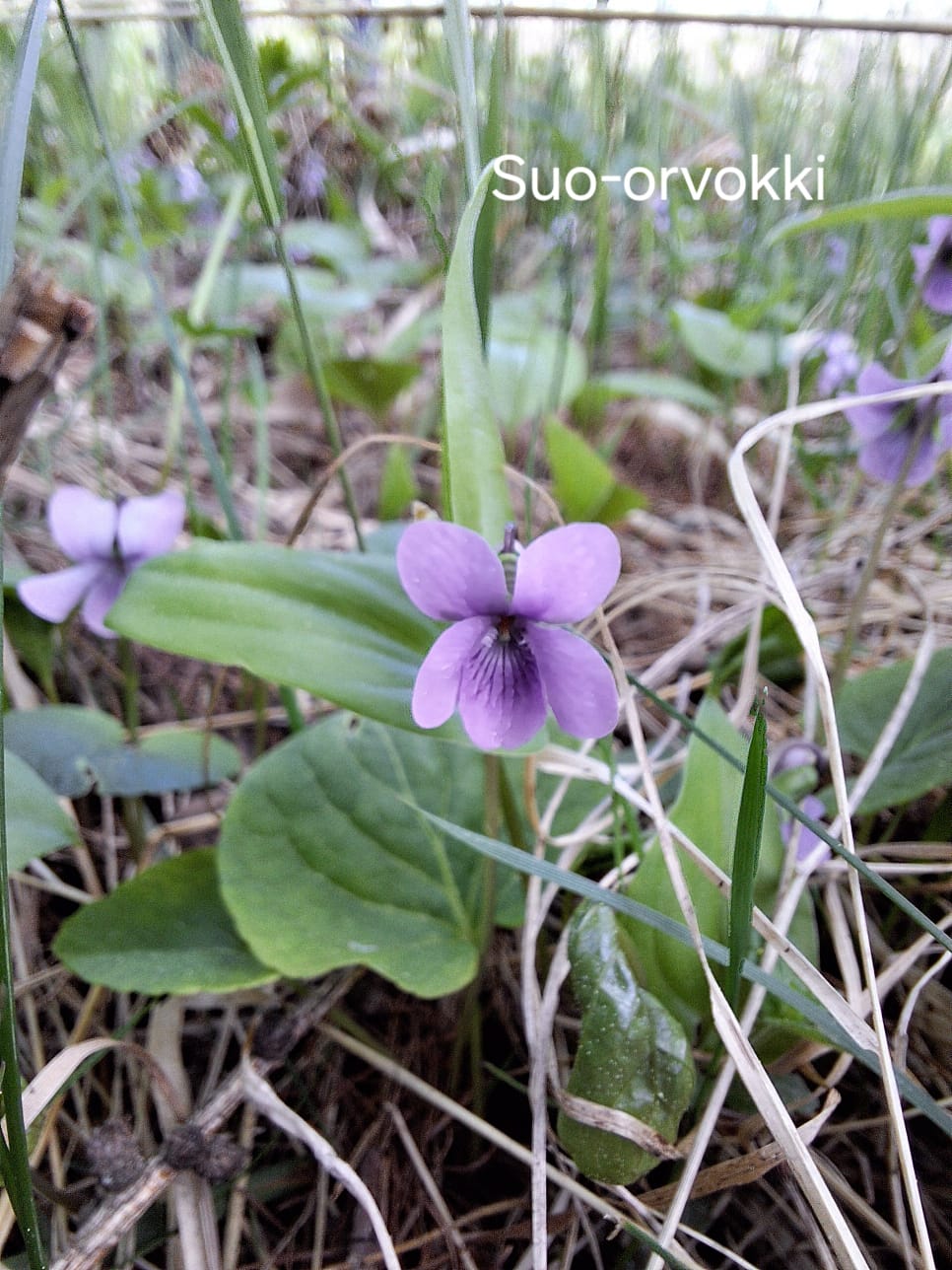 Course Image Metsäluonto / Forest Nature 2024