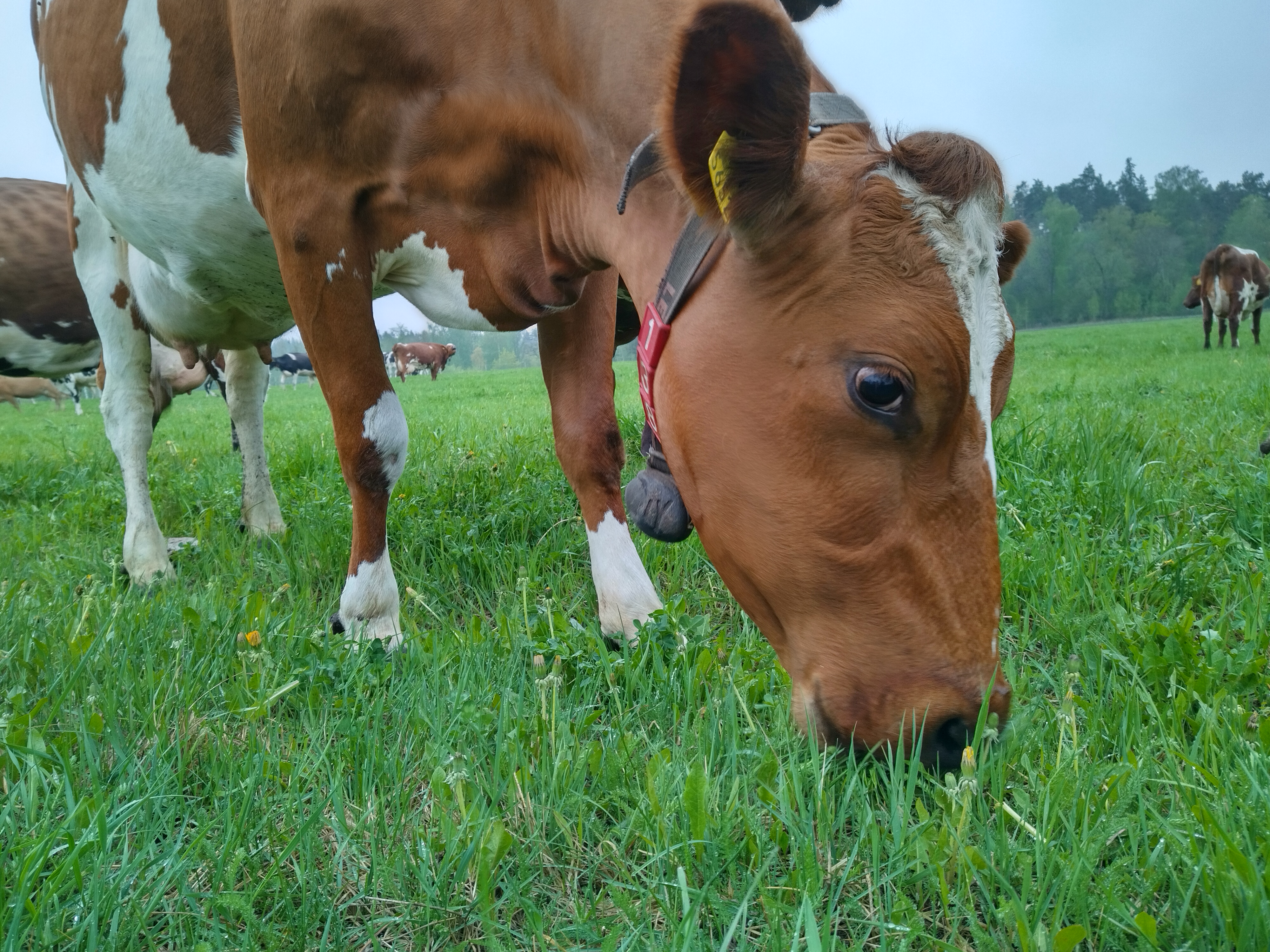 Course Image Sustainable animal production 2025 BN00DG27-3002