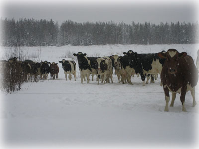 Course Image Maitotilantuotanto ja kehittäminen 2025 MK00DX61-3003