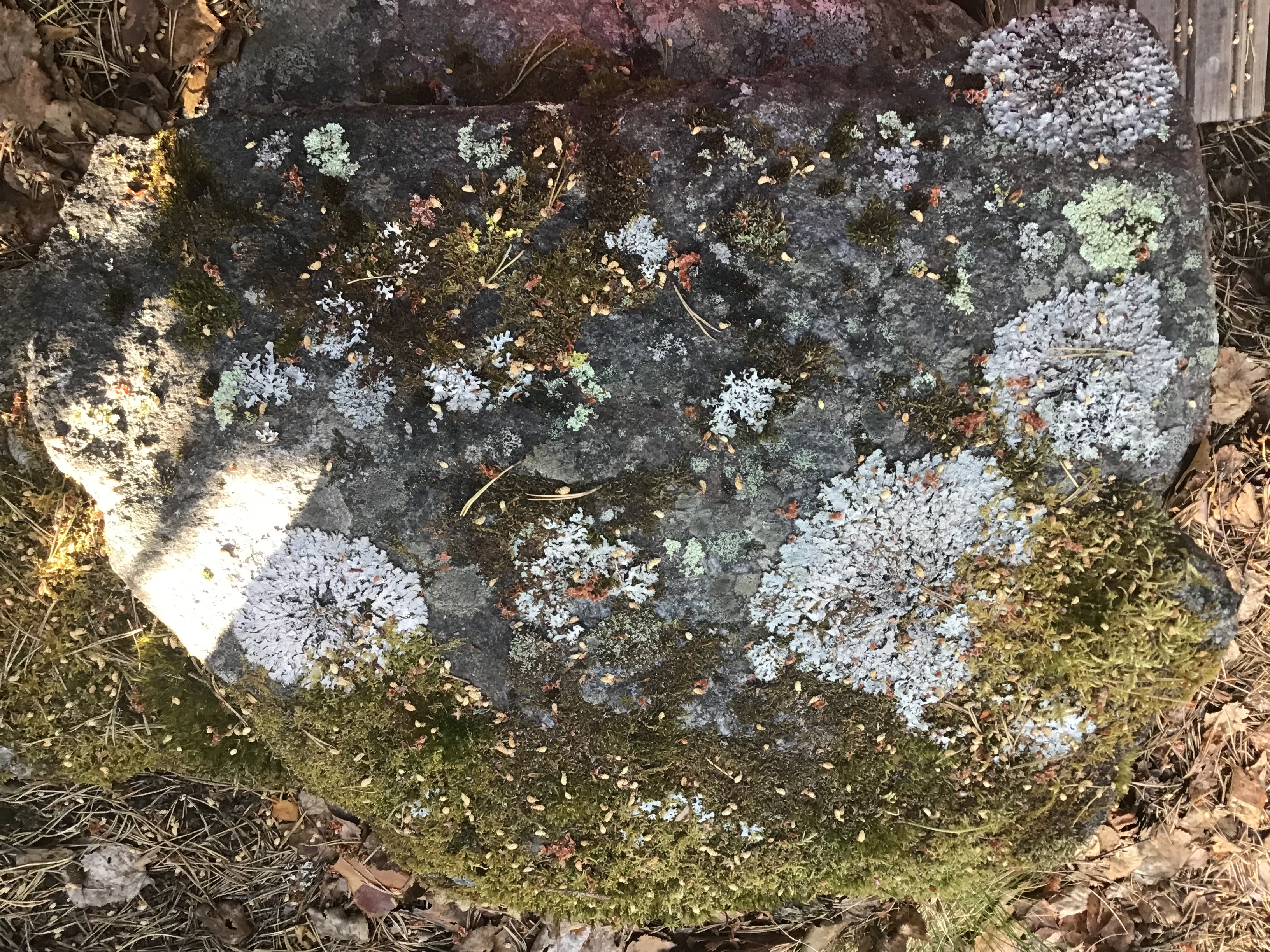 Course Image Professional English 1 and 2 for 18-100 INBIP24 multiform students