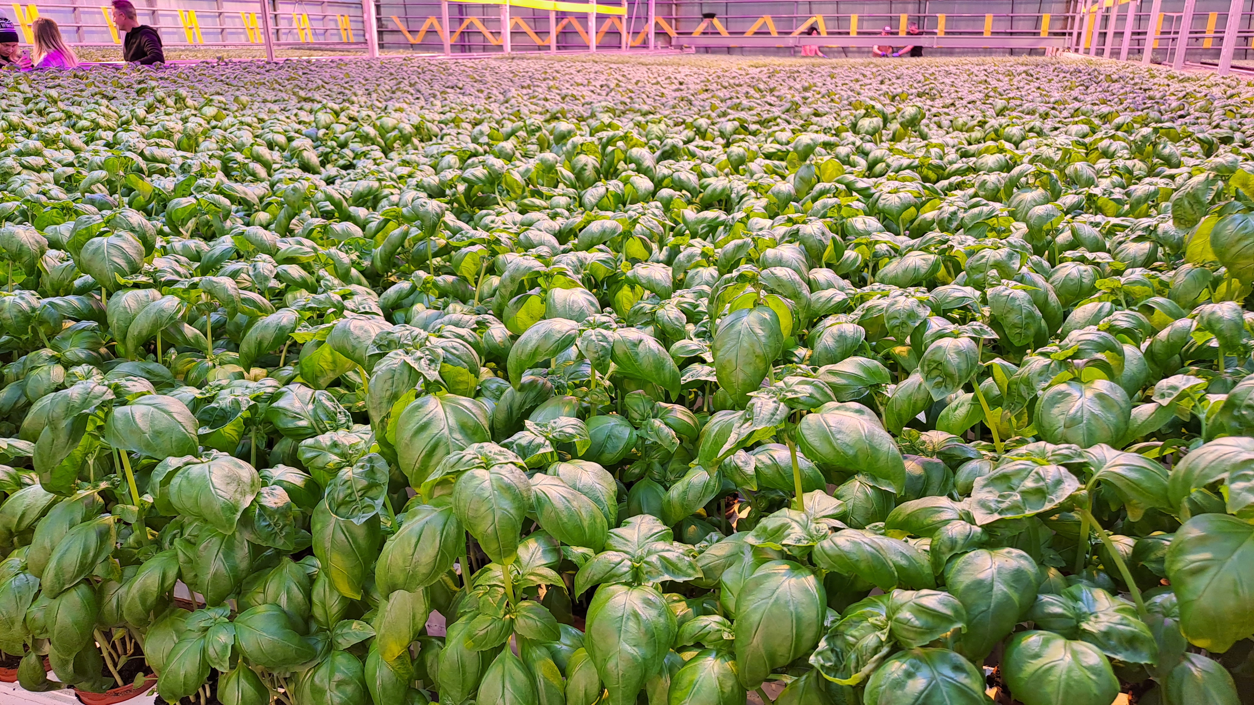 Course Image Kasvutekijöiden hallinta 2024 (HOPU24)