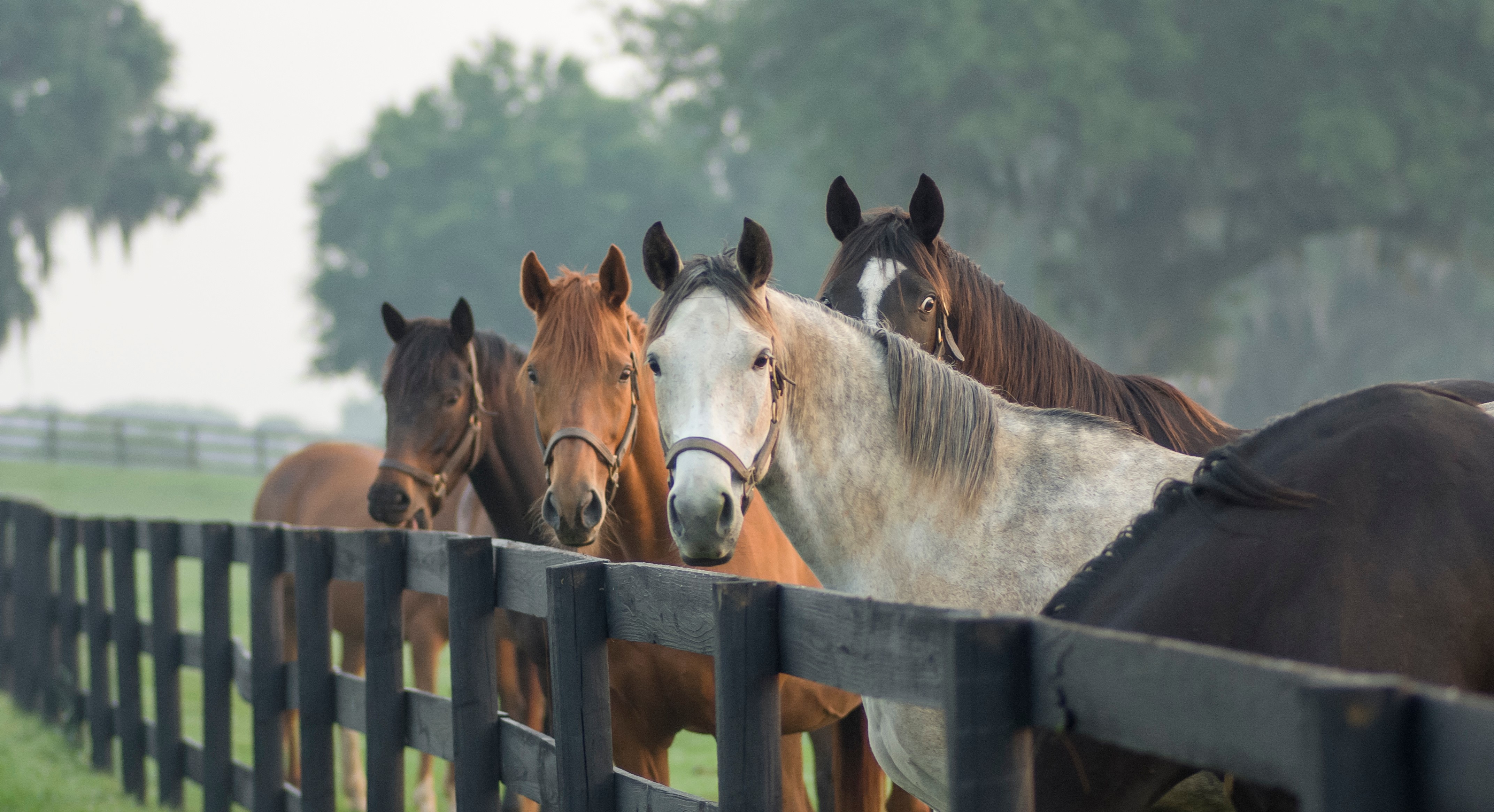 Course Image Liiketoiminta käytännössä hevosalalla TRHTM24 (syksy 2024)