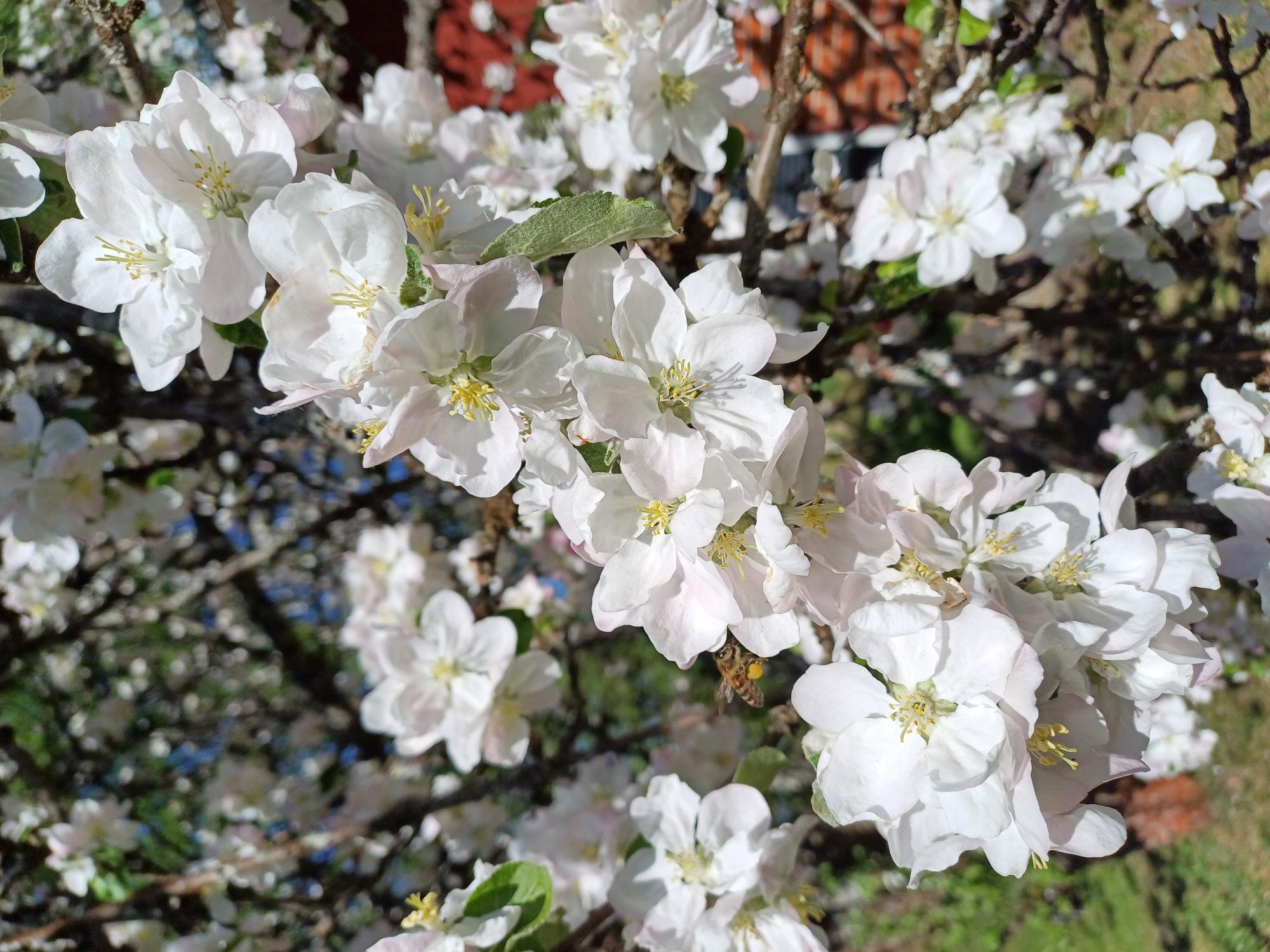 Course Image Hoitotyön ja yrittäjyyden arvo- ja tietoperusta SHHTM24A2 SH00EY17-3001