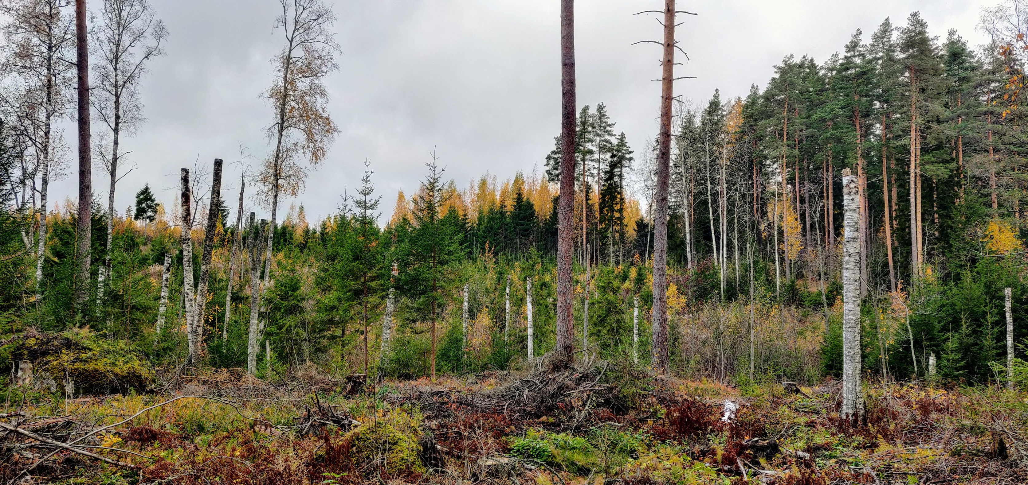 Course Image Metsänhoidon menetelmät / Sustainable Forestry 2024