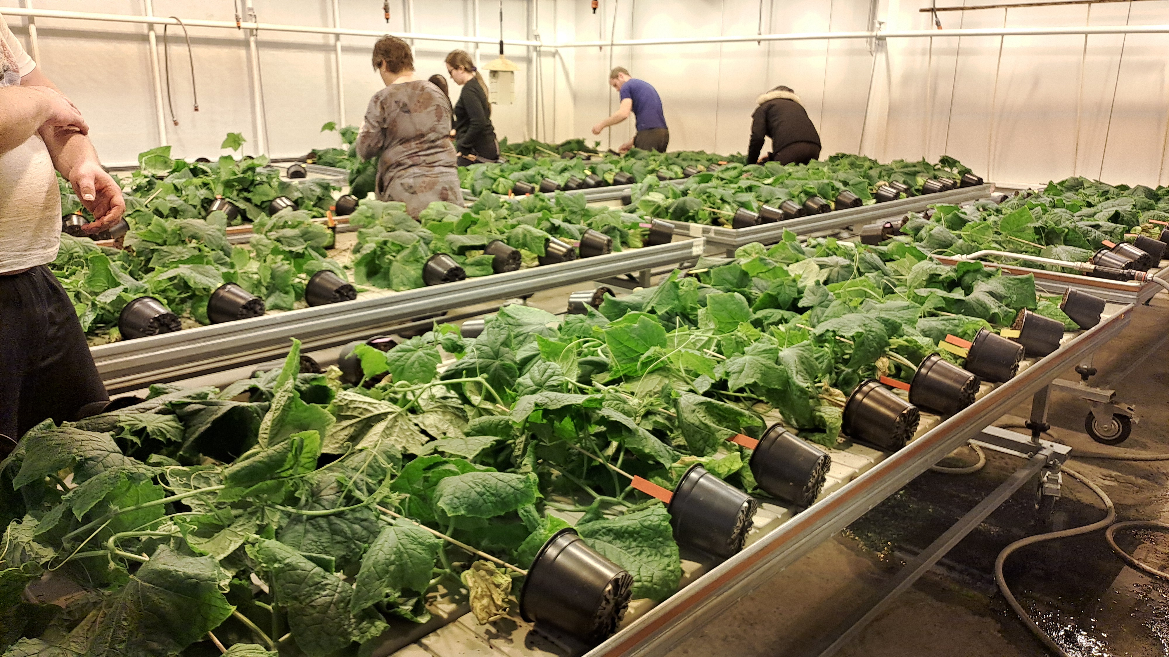 Course Image Tutkimus ja tuotekehitys puutarhataloudessa 2025 HOPU22