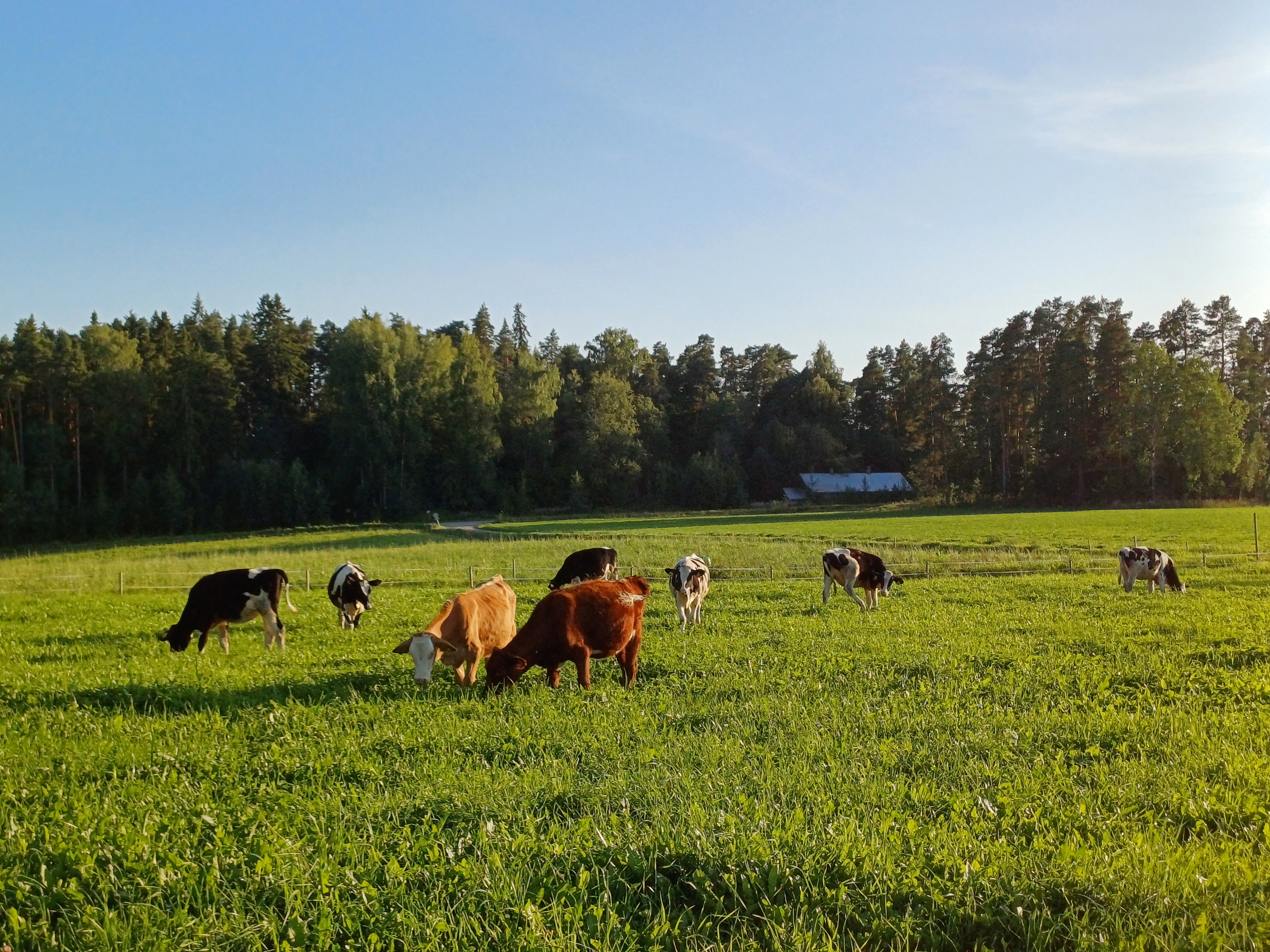 Course Image Luonnonmukainen kotieläintuotanto 2024