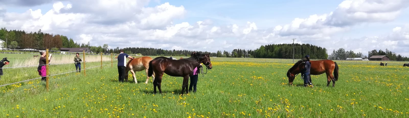 Course Image Hevosalan starttipaketti 2025