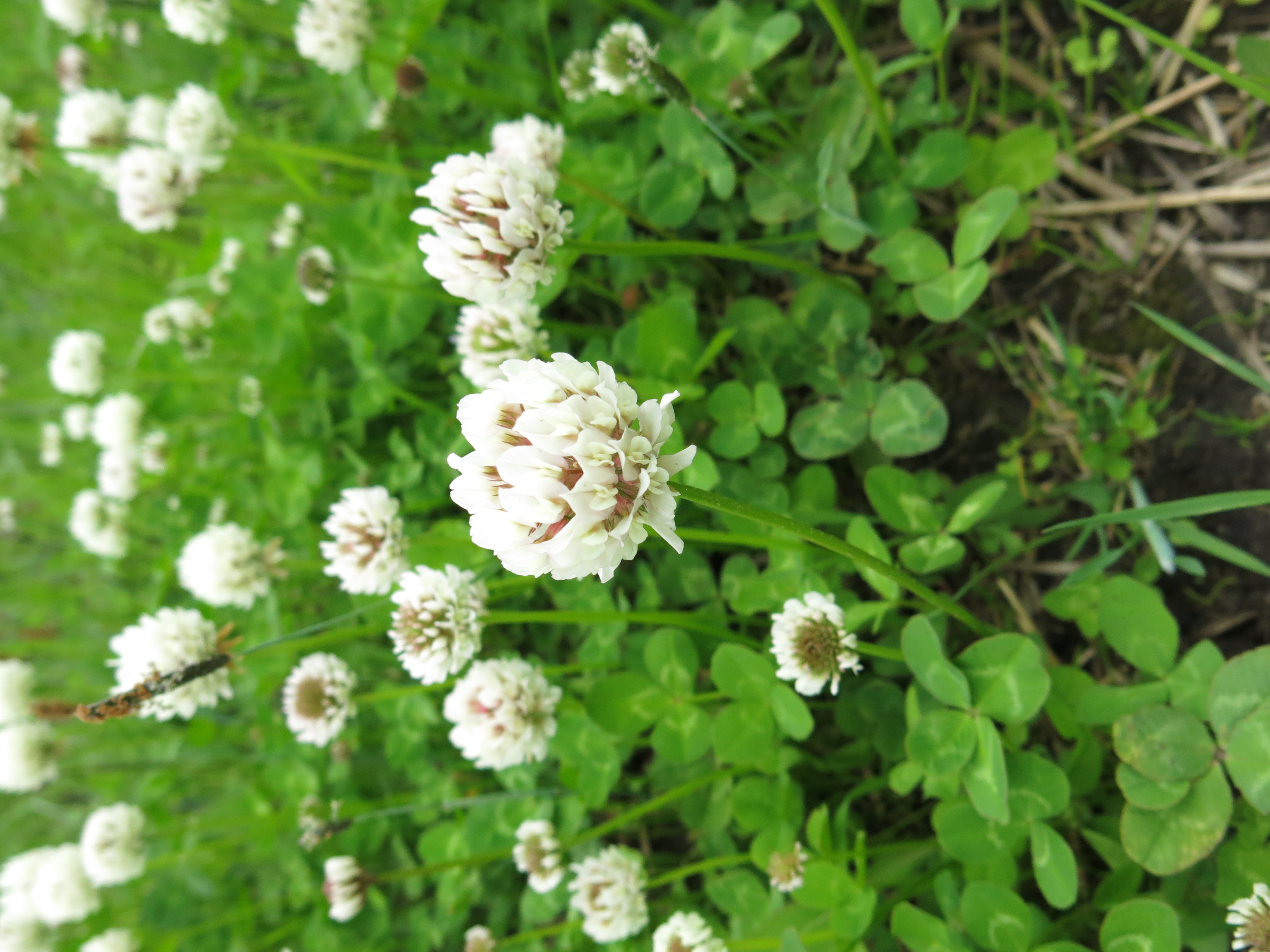 Course Image Sustainable crop production BN00DG25-3002