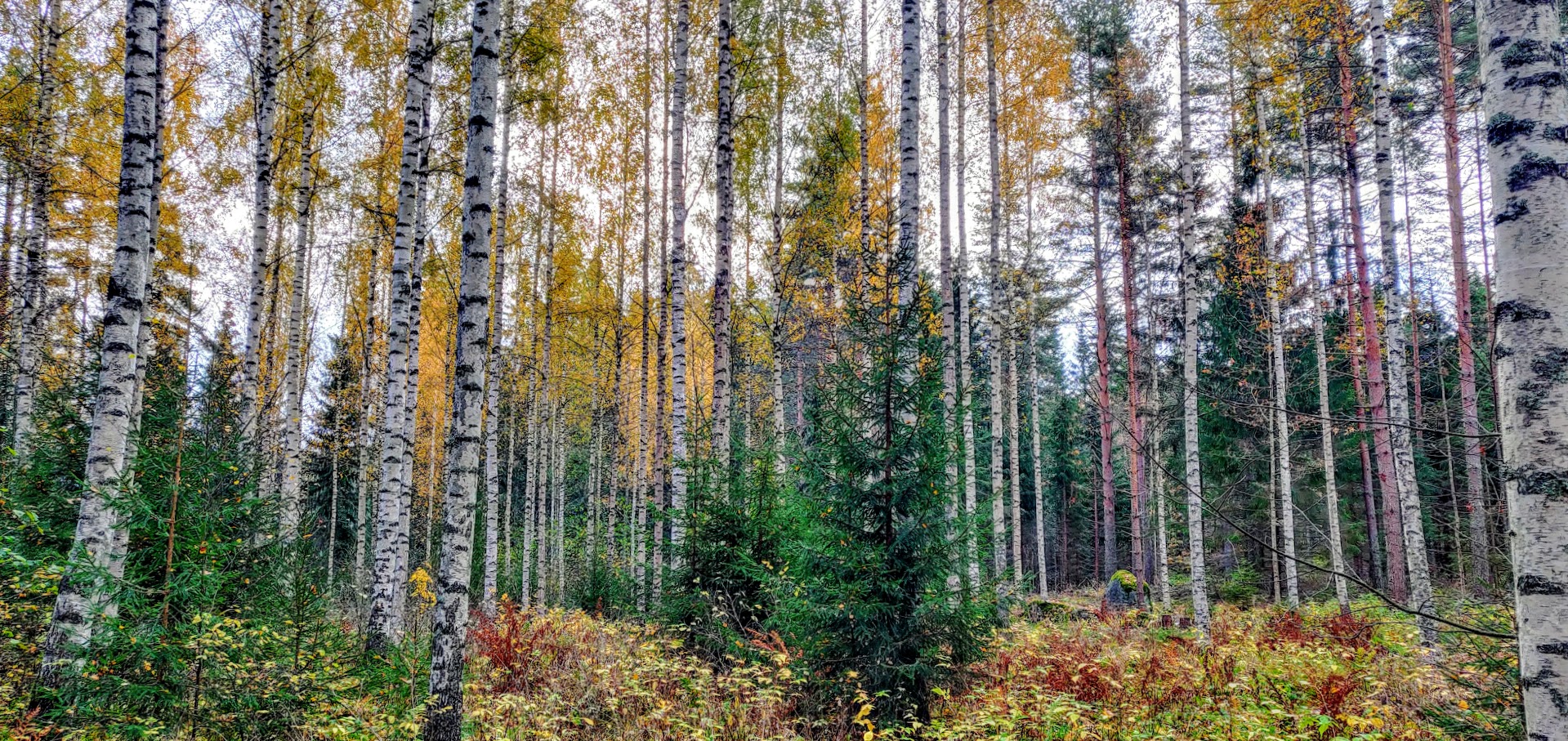 Course Image Metsänhoito / Forest Management (2025) Päivä/SFM