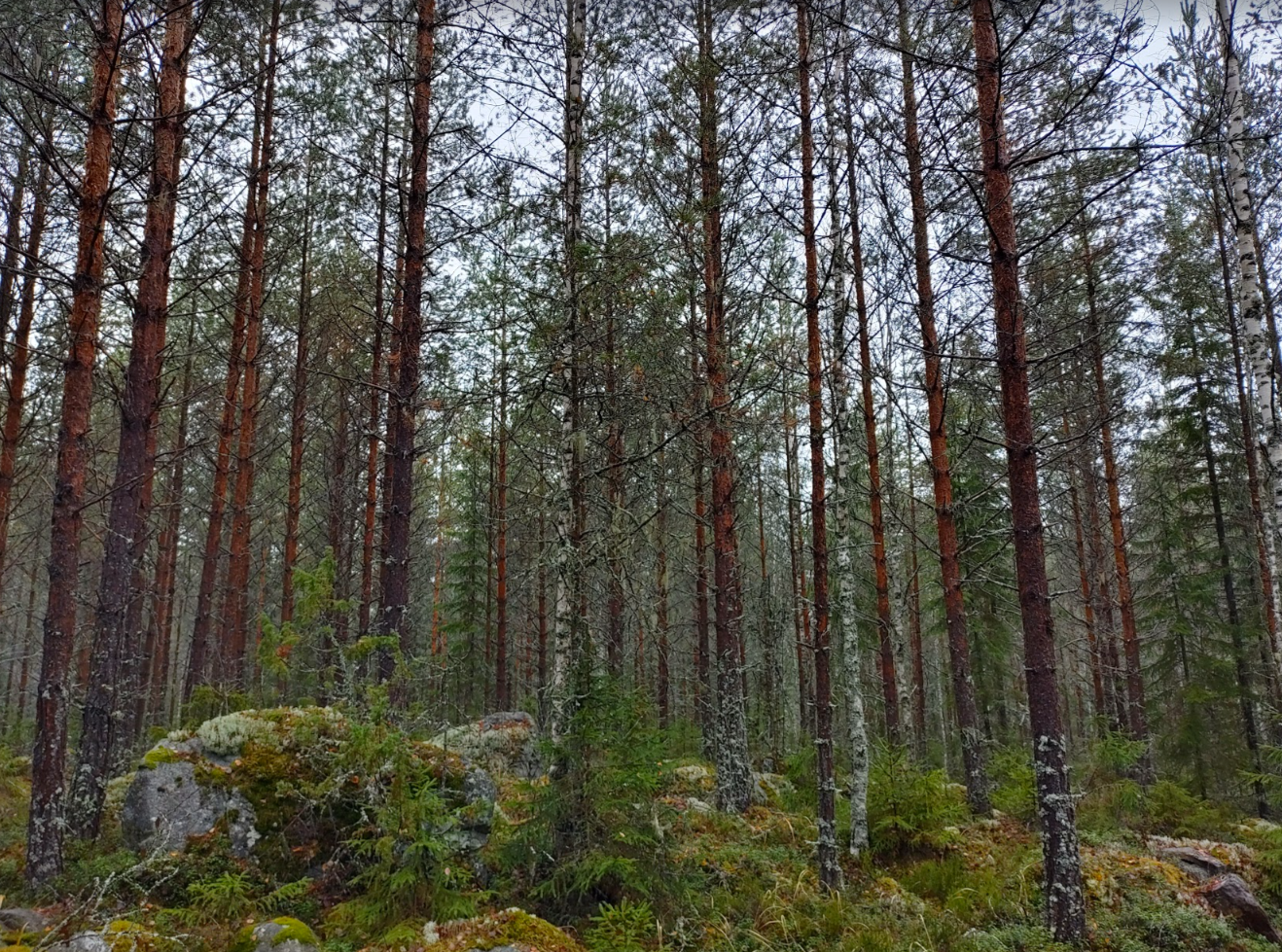 Course Image Monitavoitteinen metsänhoito, päivä- ja monimuoto-opiskelu