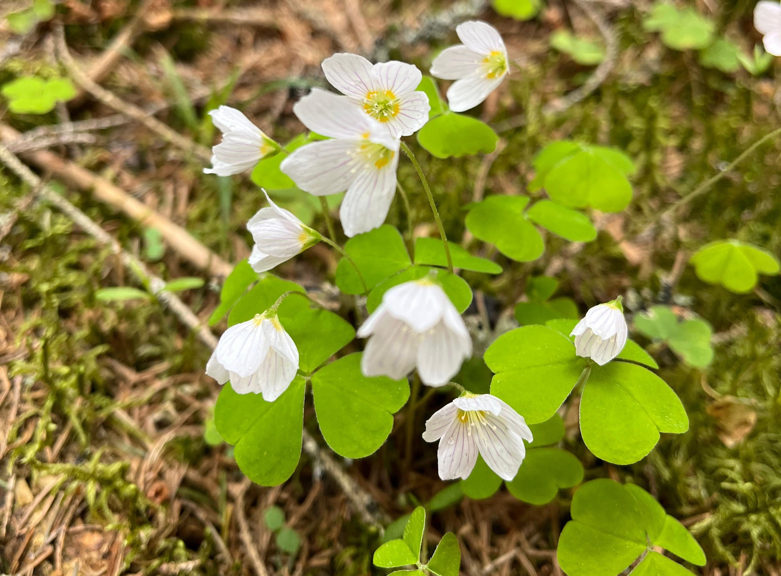 Course Image {mlang fi_co}Kasvupaikat ja metsäkasvit{mlang} {mlang en}Habitats and forest plants{mlang}
