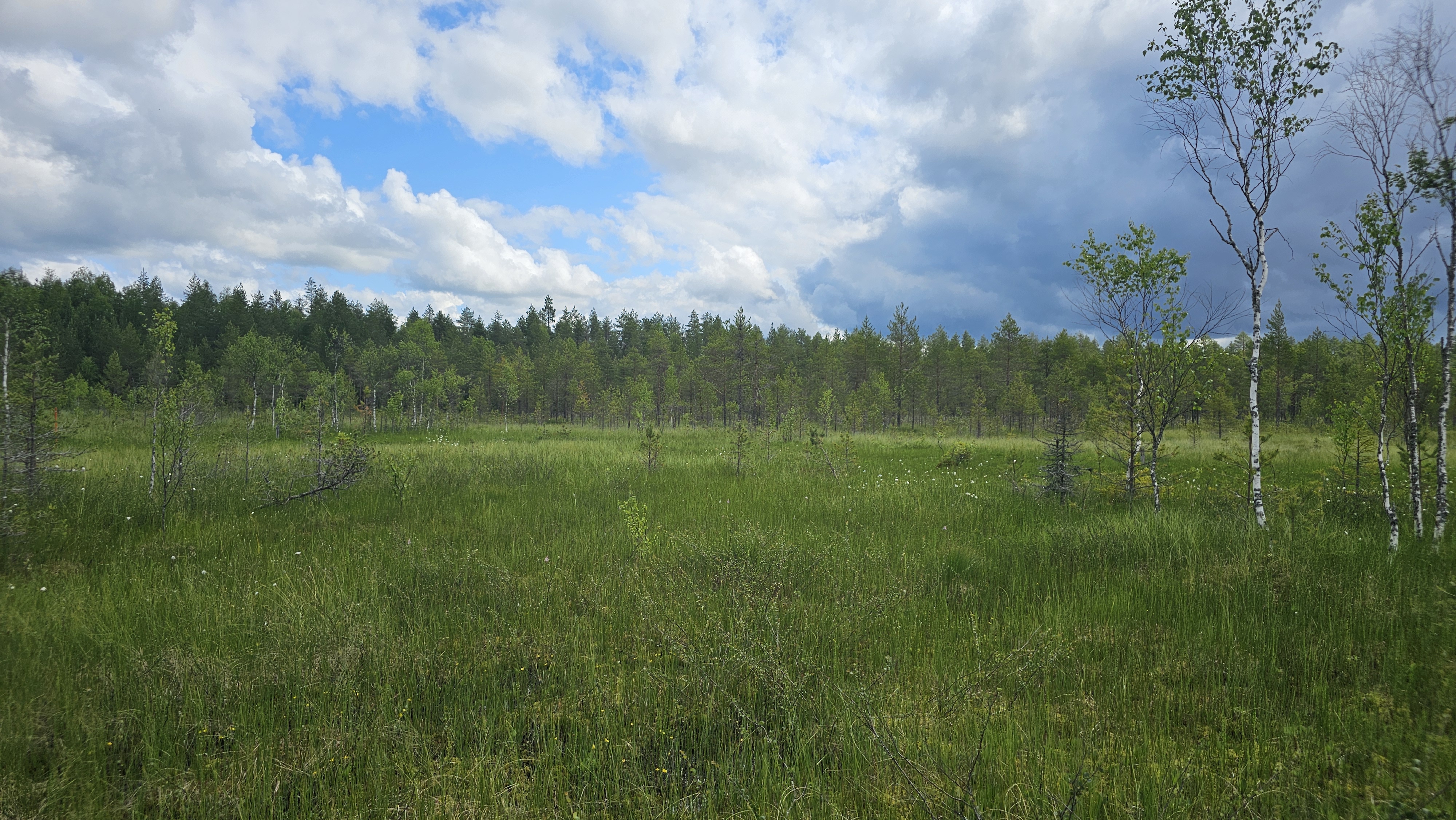 Course Image {mlang fi_co}Suot ja turvemaat{mlang} {mlang en}Mires and peatlands{mlang}