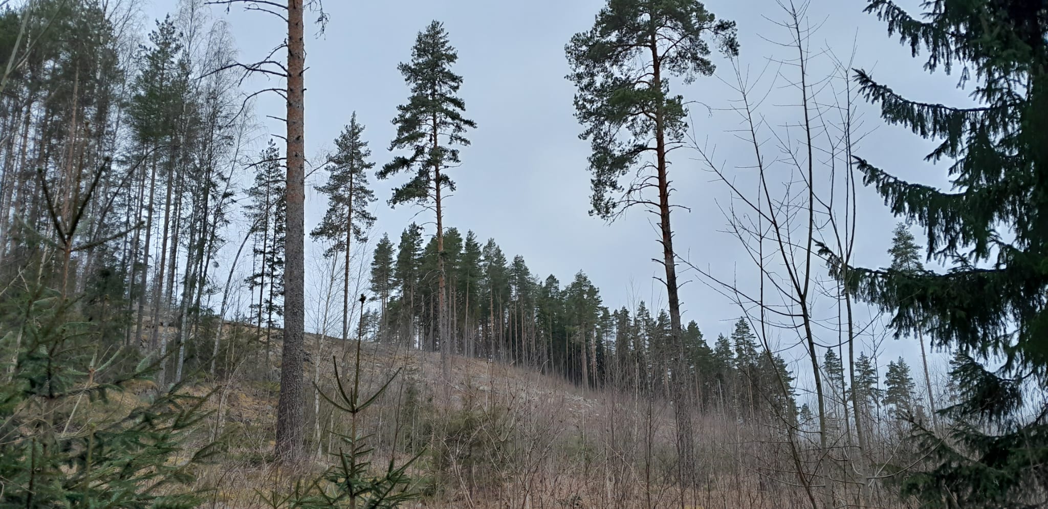 Course Image {mlang fi_co}Metsätalouden ohjauskeinot 2025{mlang} {mlang en}Means of Control in Forestry 2025{mlang}