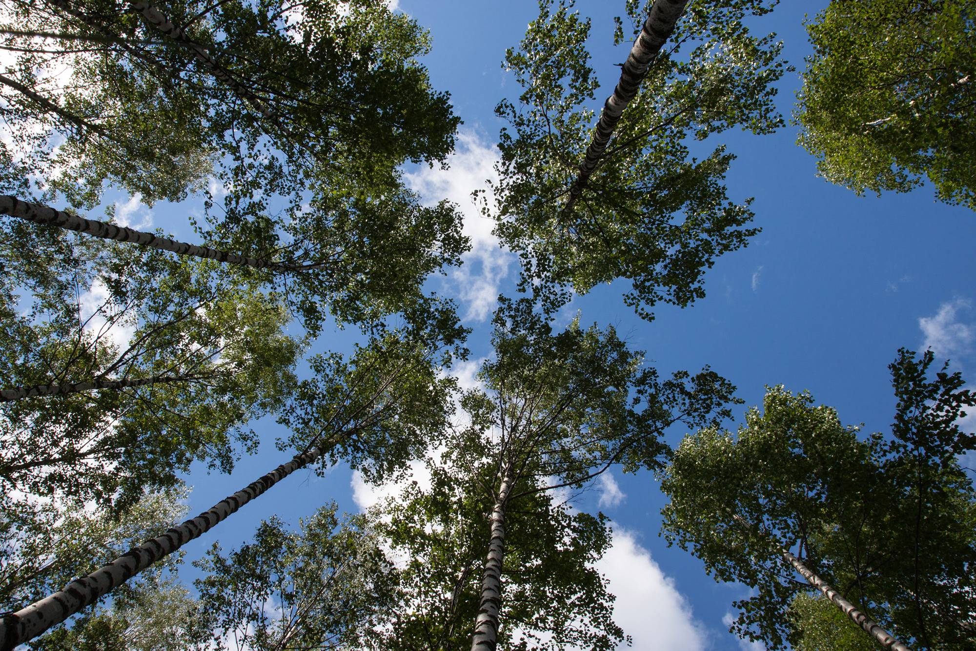 Course Image {mlang fi}Metsätalouden perusteet maastossa {mlang} {mlang en}Basics of Forest Management in the Field {mlang}