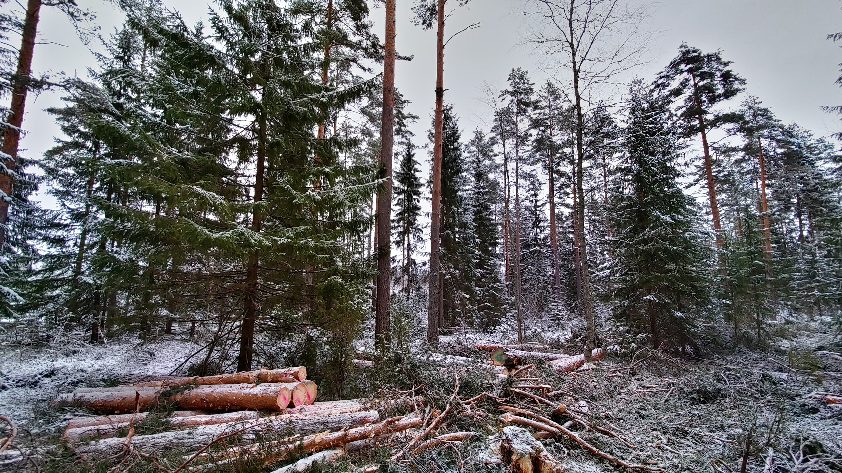 Course Image Puunhankinnan perusteet, MIMEP24 Päivä- ja monimuoto-opiskelu, 2025