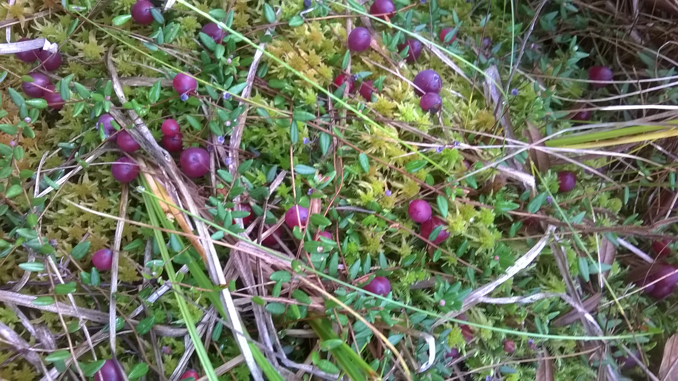 Course Image  lv 25- 28 Ammatillisen kasvun portfolio SOSOP25A3 ja SOSOM25A3  SO00FH19-3001