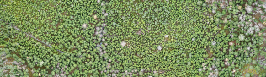 Course Image {mlang fi_co}Metsätieto 2025 päivä {mlang}{mlang en}Forest data 2025{mlang}