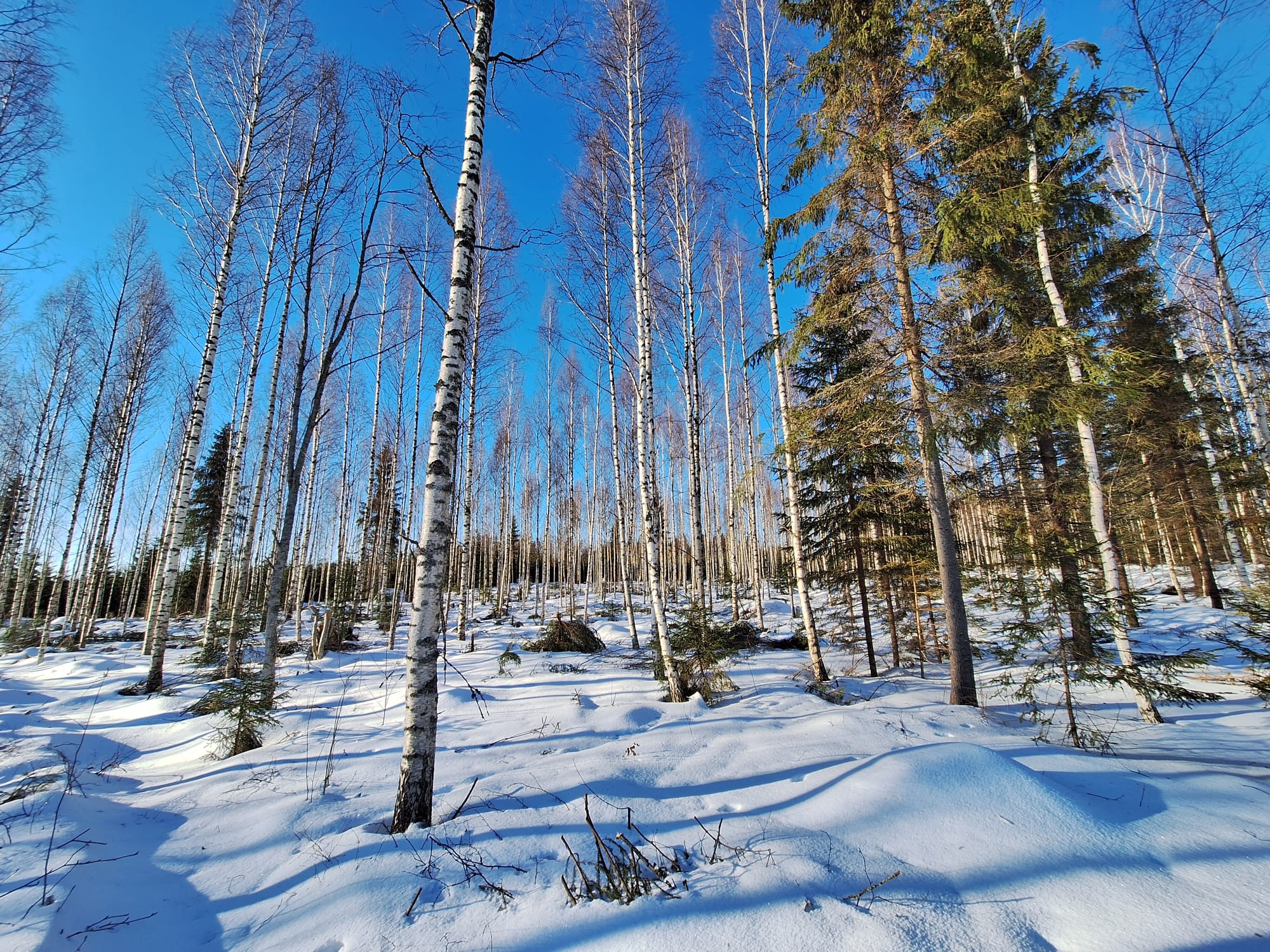 Course Image Metsät ja ihminen 2026, päiväopiskelijat