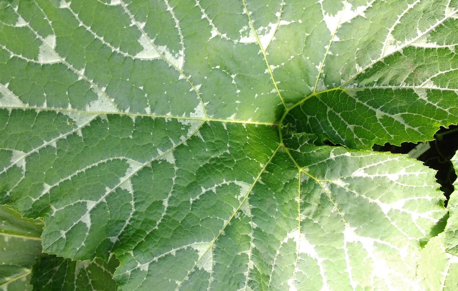 Course Image HAMI-UPPTAI25 Puutarhakasvien tuottaminen avomaalla ja katetuissa olosuhteissa