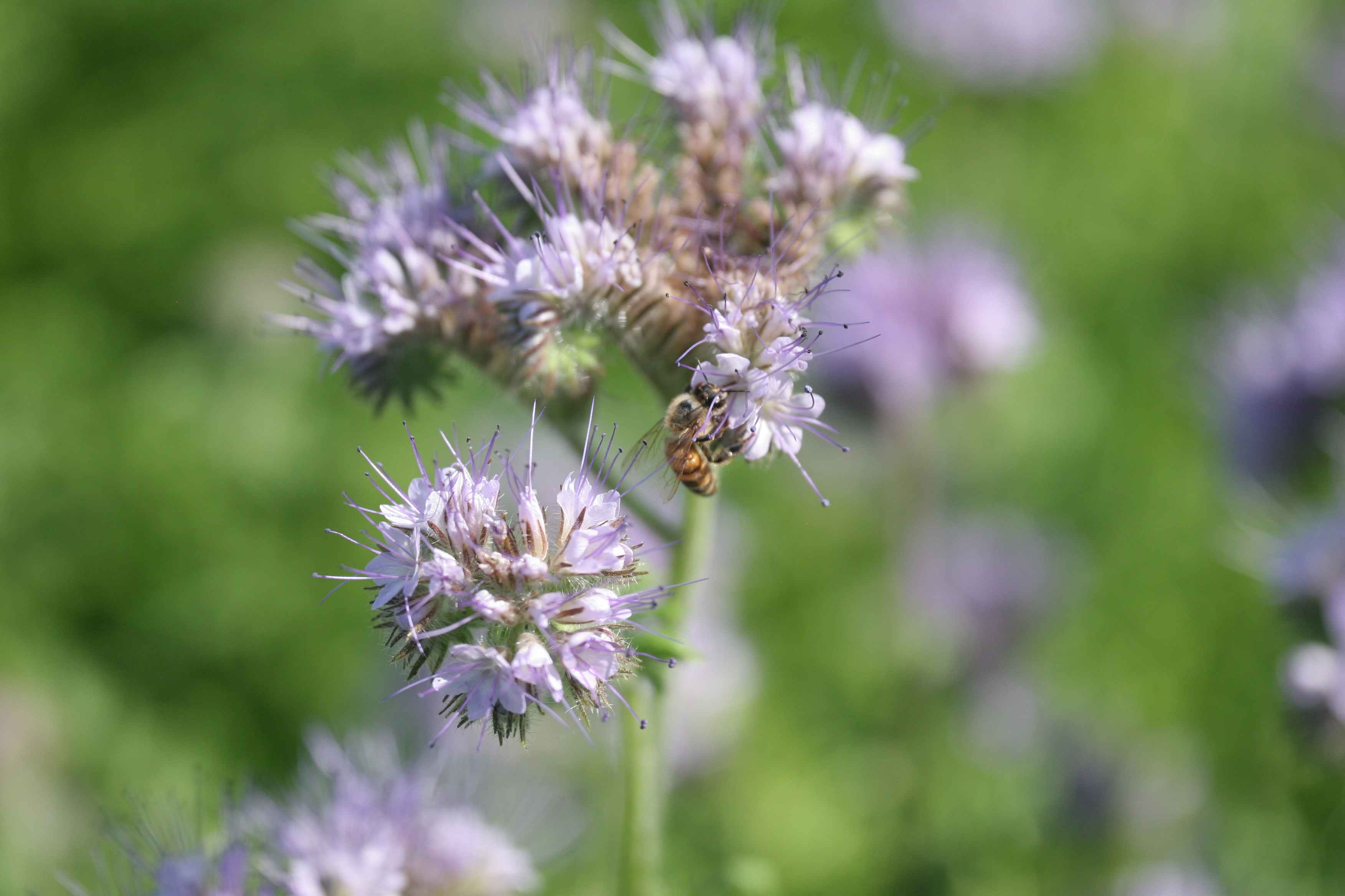 Course Image Maatalousalan ammattitutkinto/mehiläistarhauksen osaamisala 2026