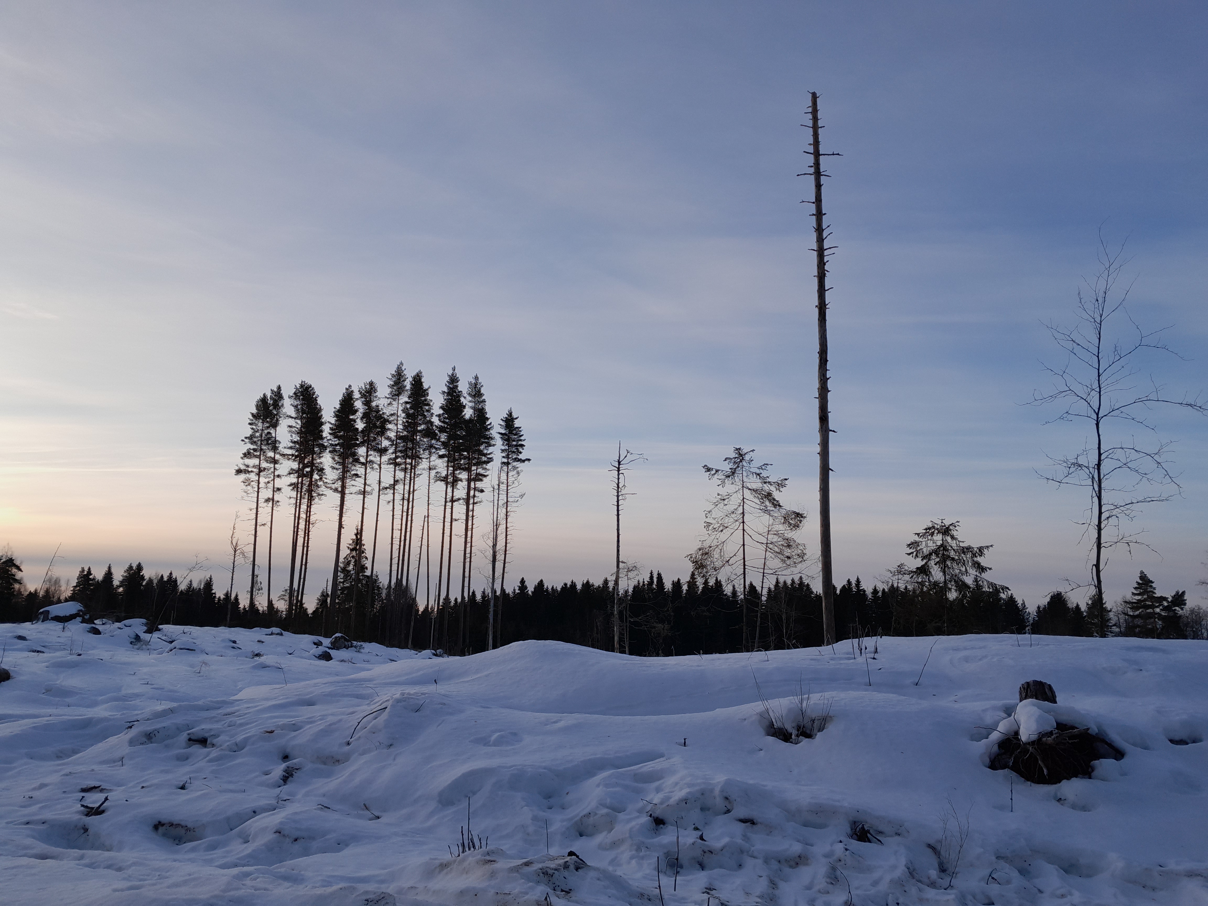 Course Image Challenges and Conflicts in the Forest Sector, SFM 2026