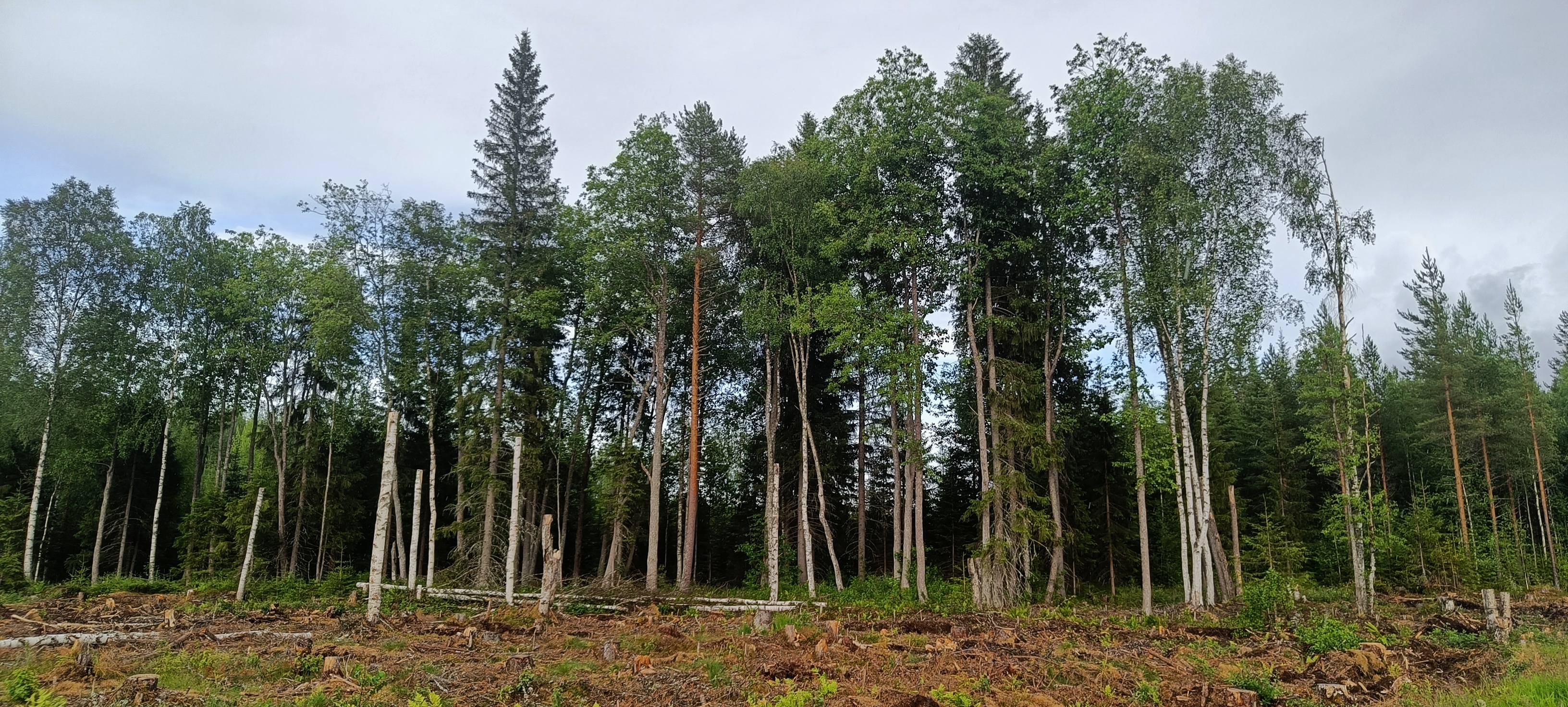 Course Image {mlang fi_co}Monitavoitteinen metsänhoito 2026{mlang}{mlang en}Multi-objective forest management 2026{mlang}