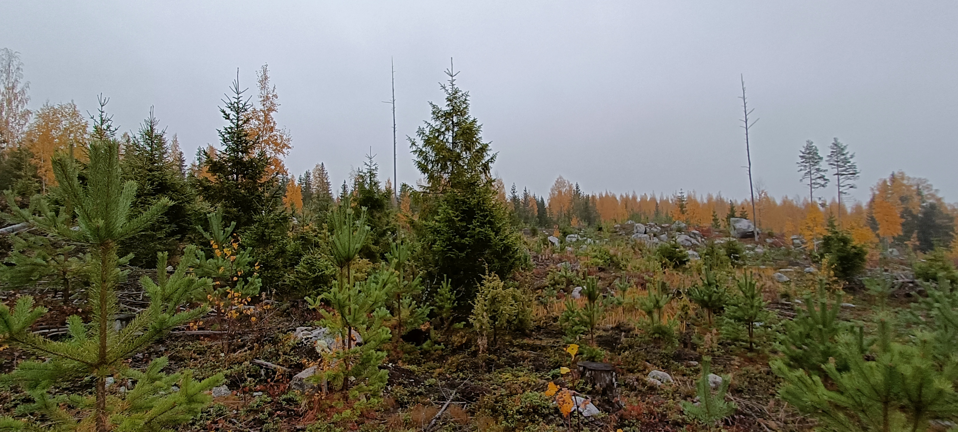 Course Image {mlang fi_co}Metsänhoito 2026 (päiväopiskelijat){mlang}{mlang en} Methods of Forest Management 2026 (SFM students){mlang}