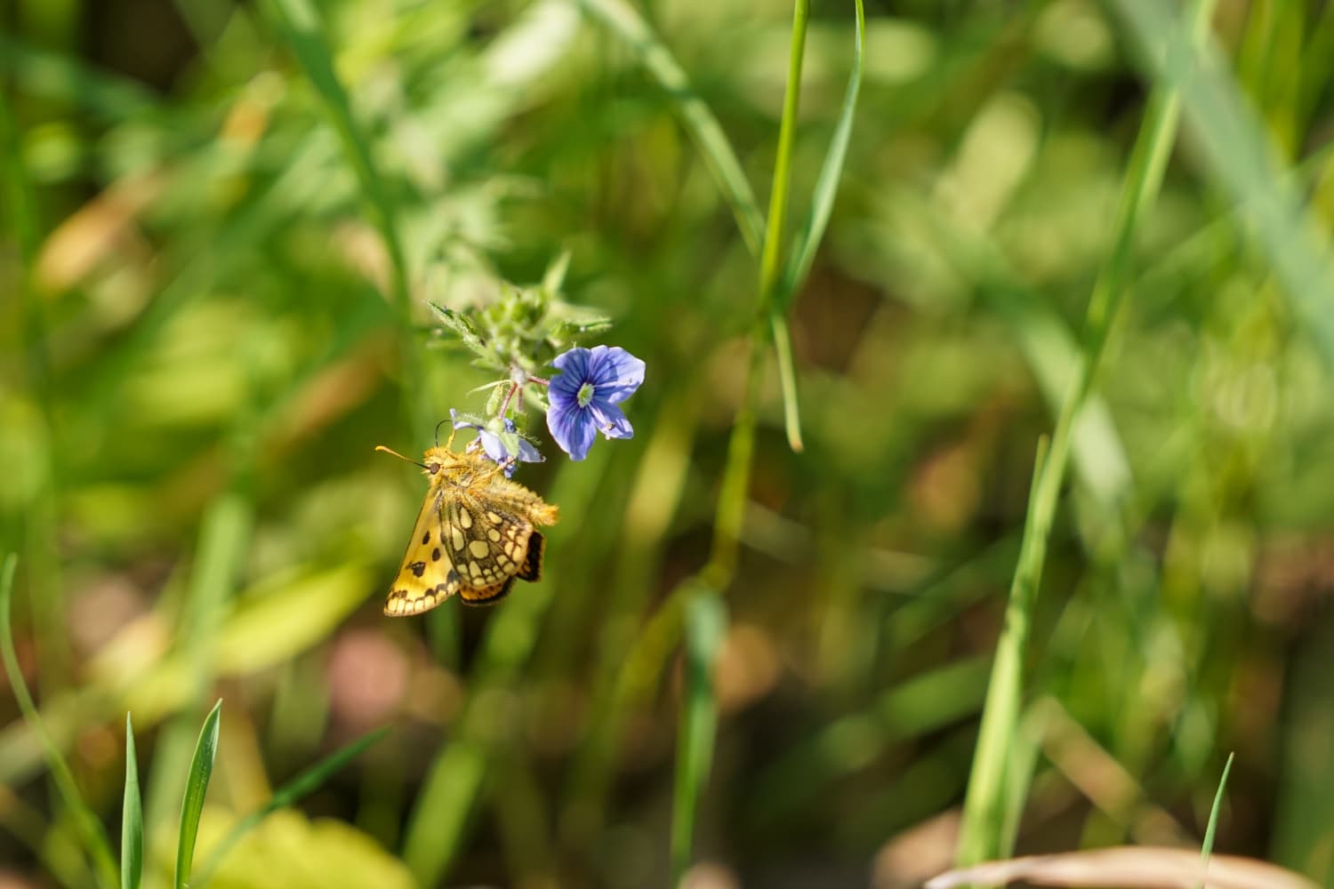 Course Image Biodiversiteettikoulutus