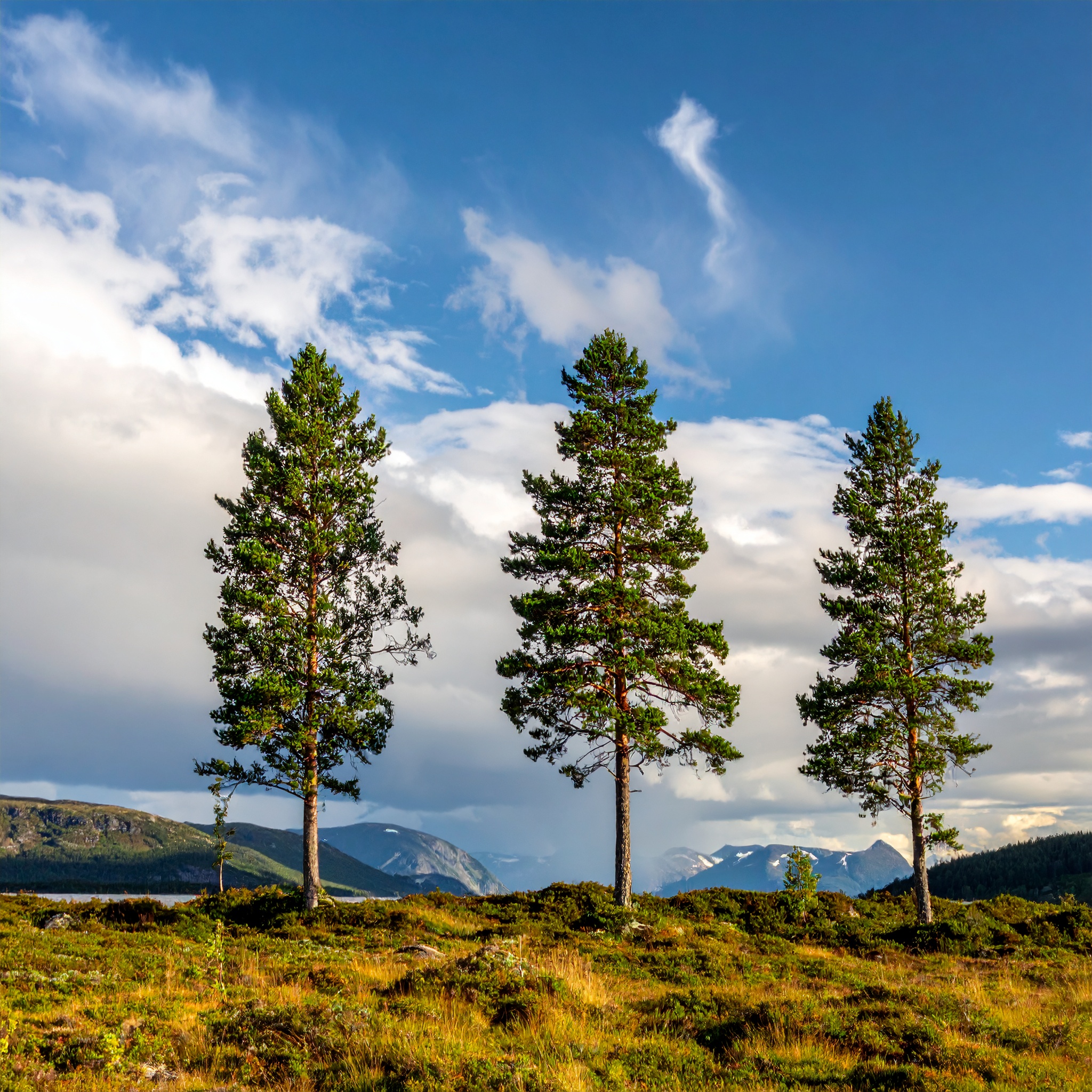 Course Image Finnish 4 CA00EE82-3003