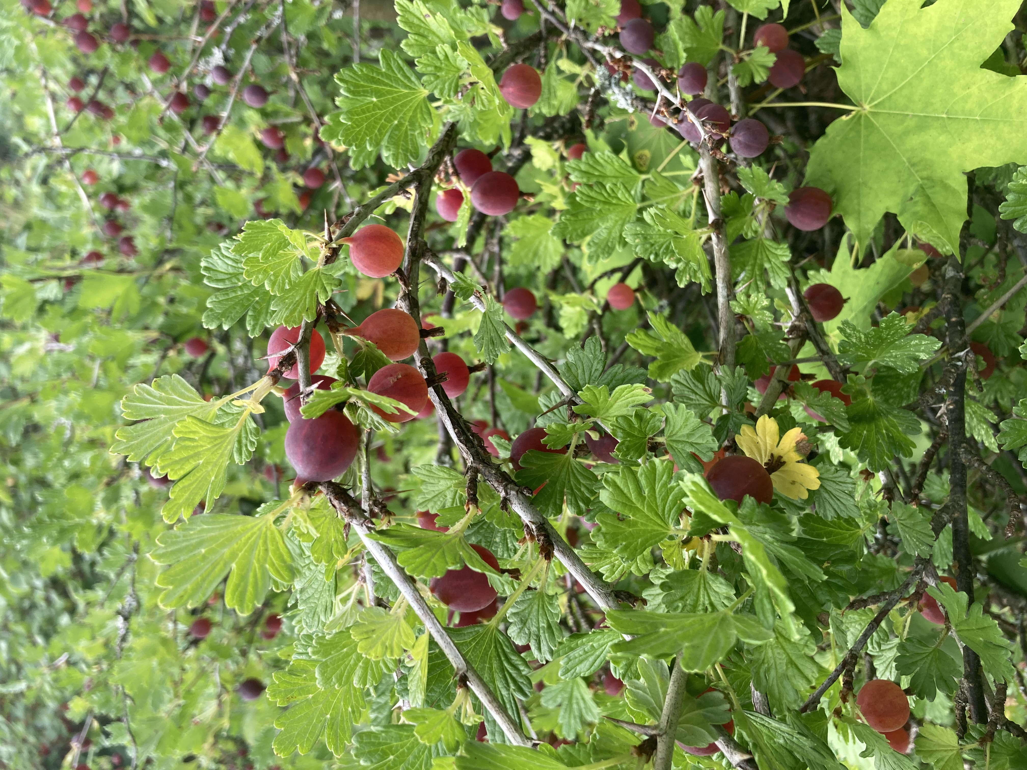 Course Image Finnish 4 International Business