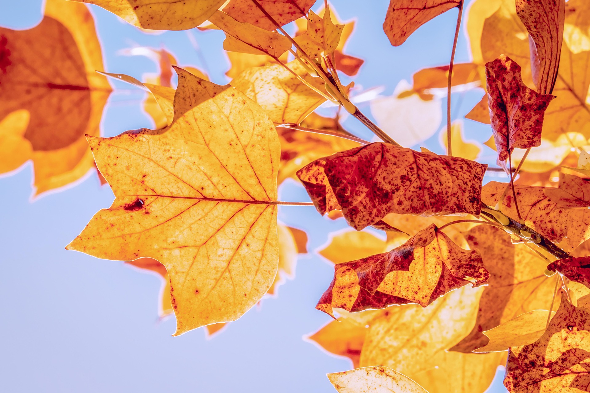Course Image Autumn -26 The Finnish Culture and Language in the Social Services