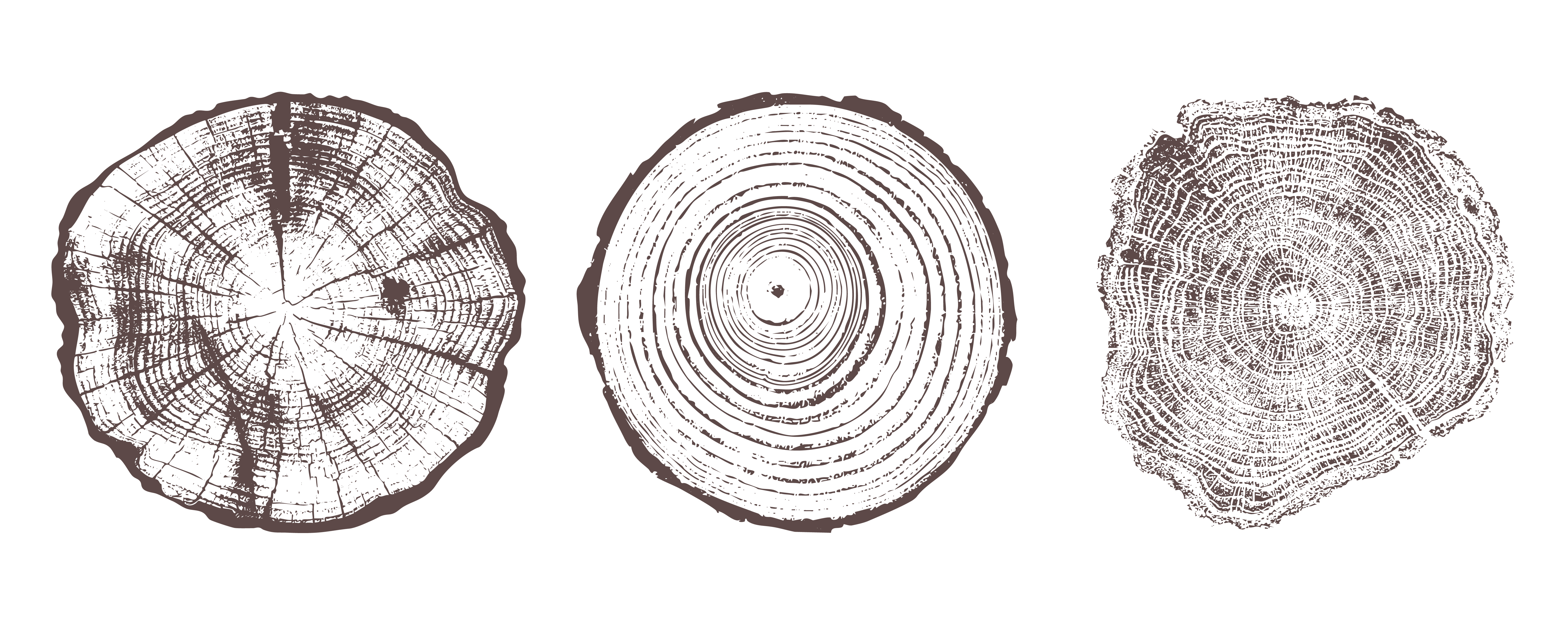 Course Image {mlang fi_co}2026 Puun rakenne ja elintoiminnot{mlang}{mlang en}Tree structure and physiology{mlang}