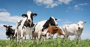 Course Image Animal husbandry BN00EJ06-3001